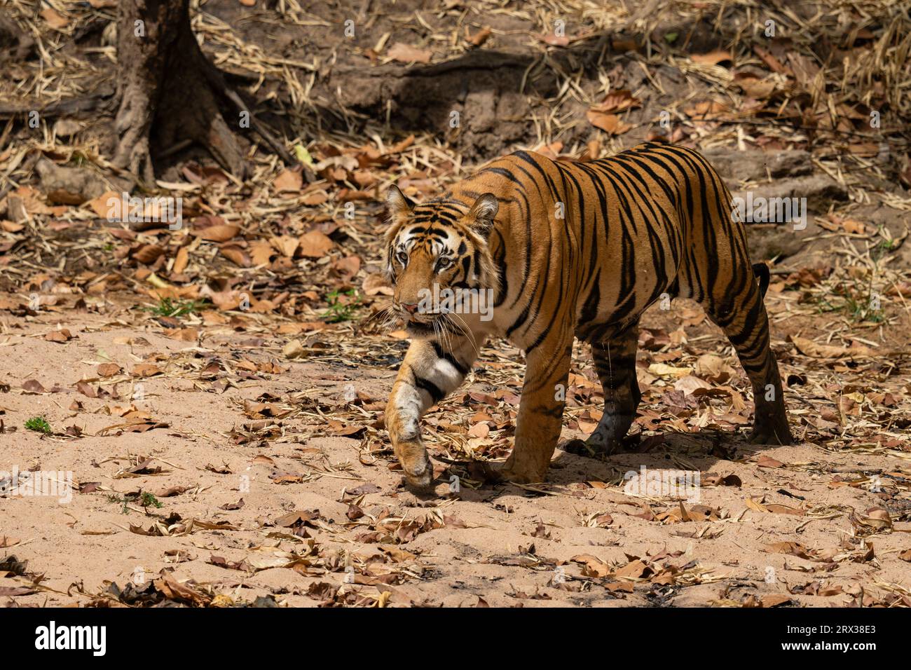 Bengal tiger (Panthera Tigris), Bandhavgarh National Park, Madhya Pradesh, India, Asia Stock Photo