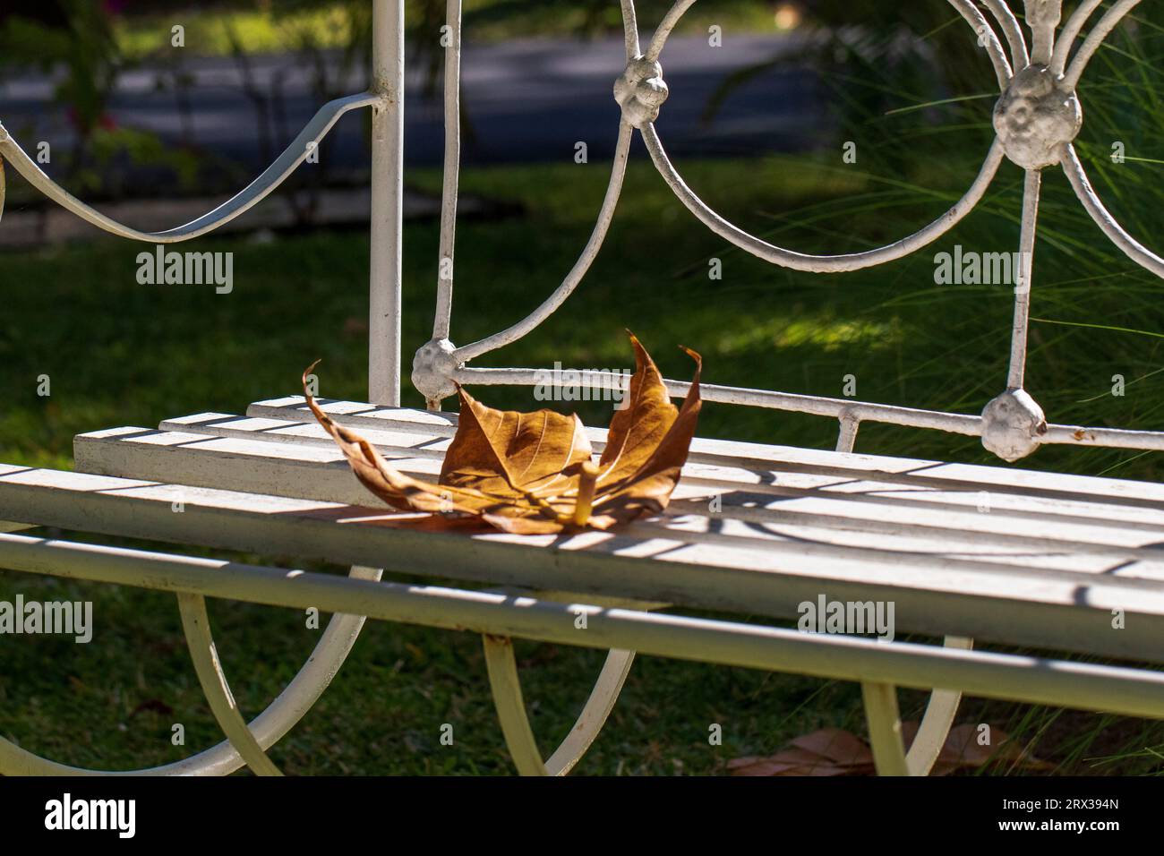 Withered yellow leaf landed on white vintage bench Stock Photo - Alamy