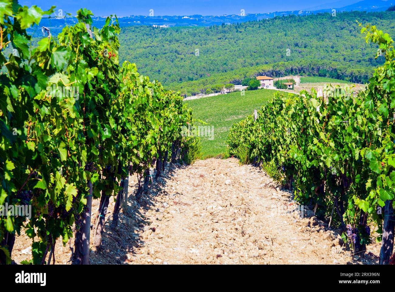 Vineyard, Strada in Chianti, Tuscany, Italy, Europe Stock Photo