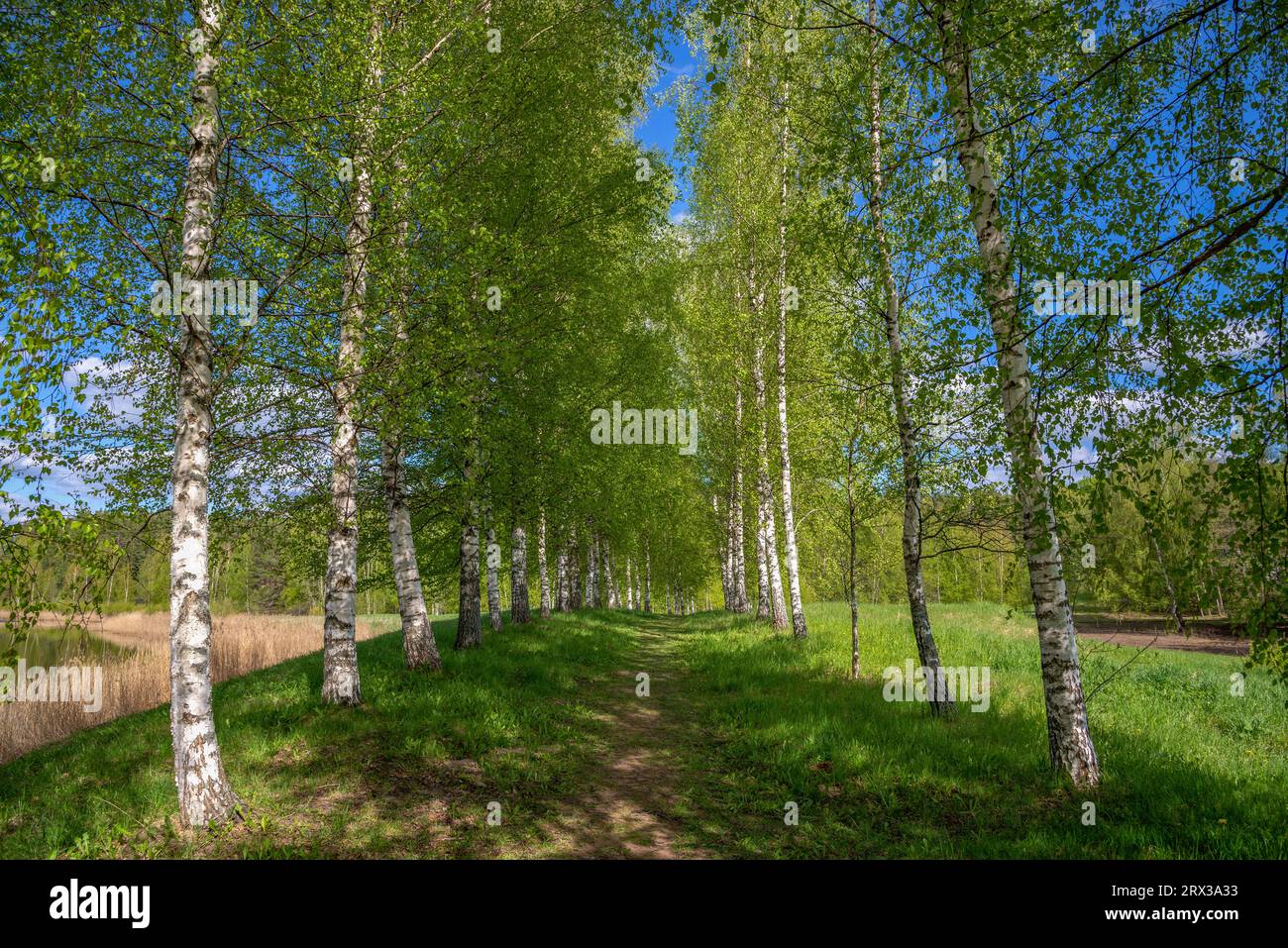 Birch trees russia hi-res stock photography and images - Alamy