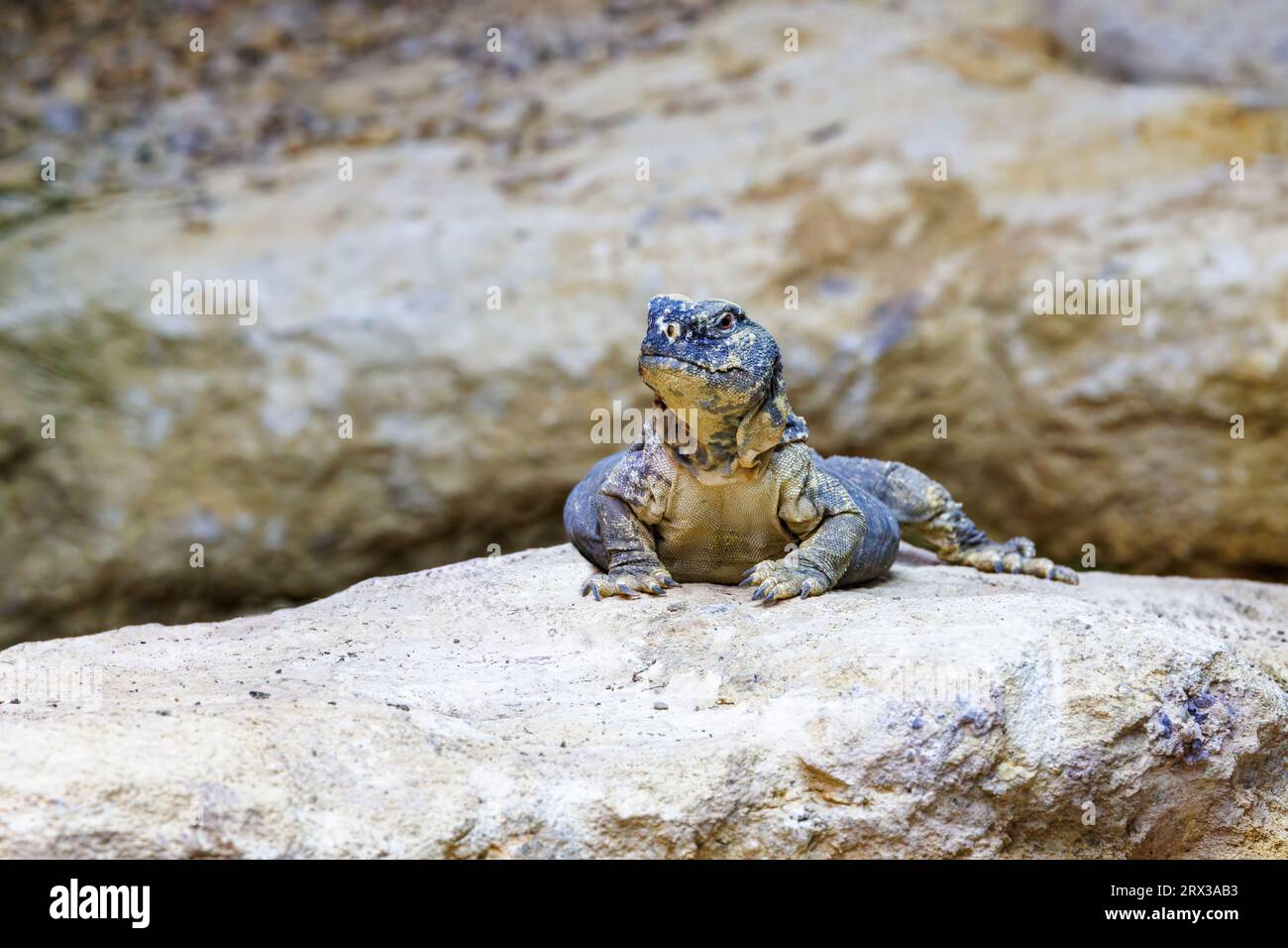 Egyptian spiny tailed lizard.  Uromastyx aegyptia, a desert agama endemic to North Africa and the Middle East. A vulnerable species with populations d Stock Photo