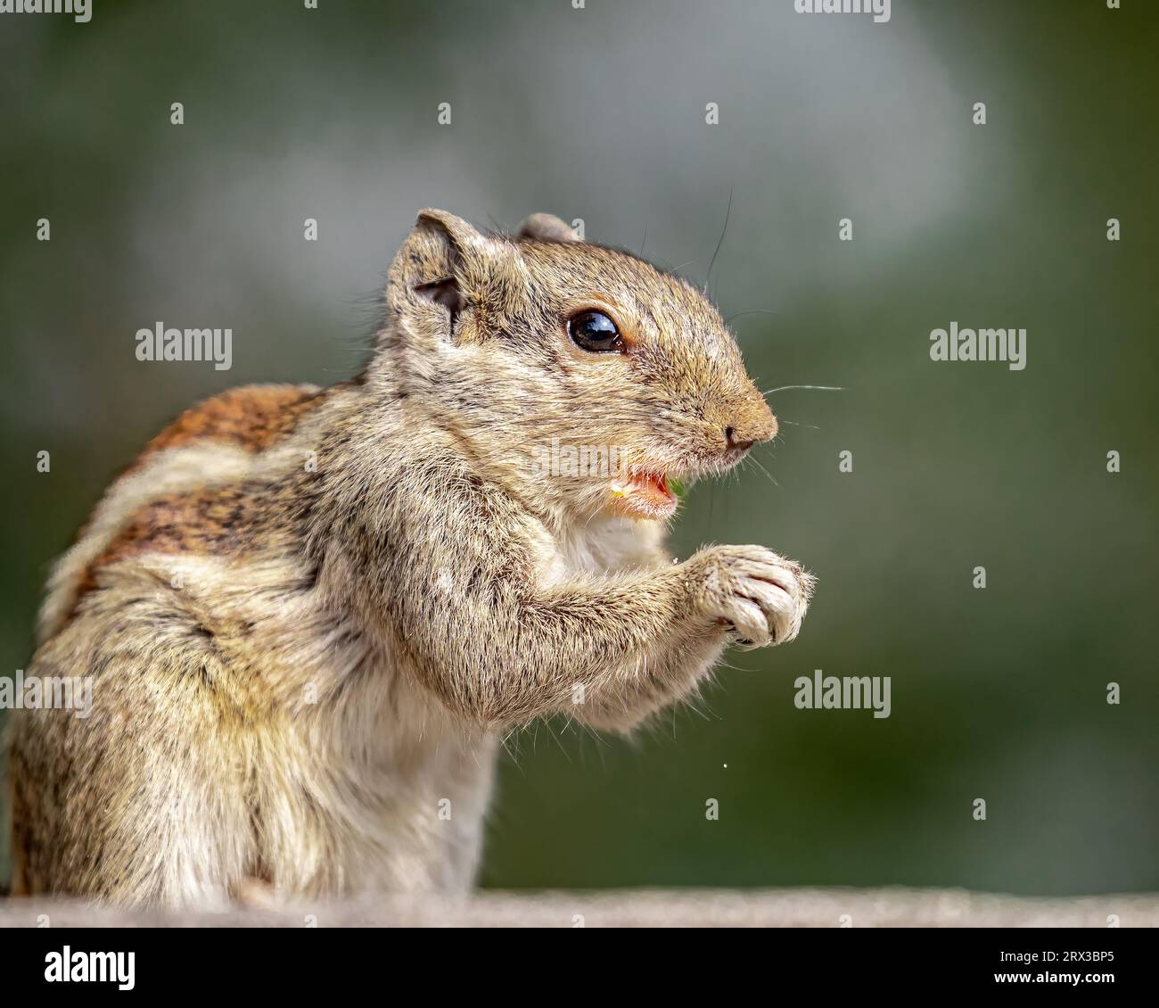 Squirrel talking hi res stock photography and images Alamy