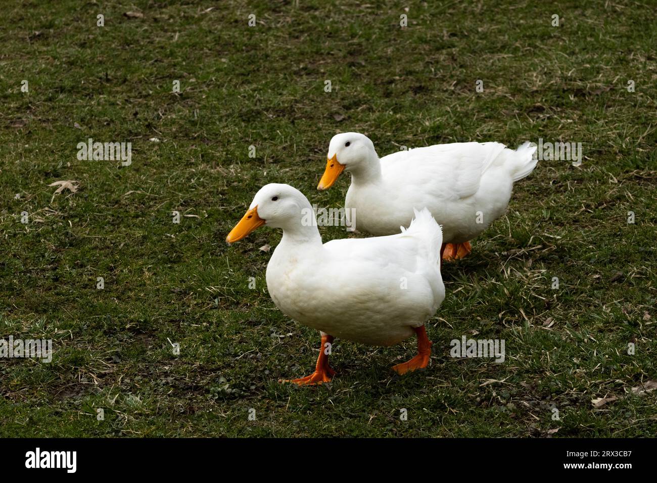 two ducks walking on grass Stock Photo