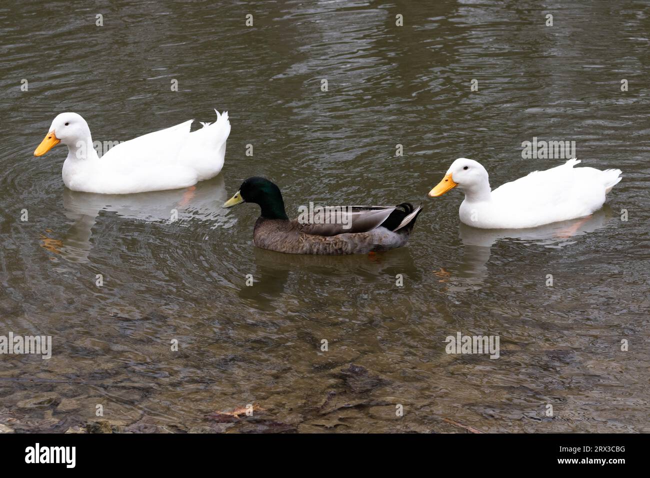 three ducks in a pond Stock Photo