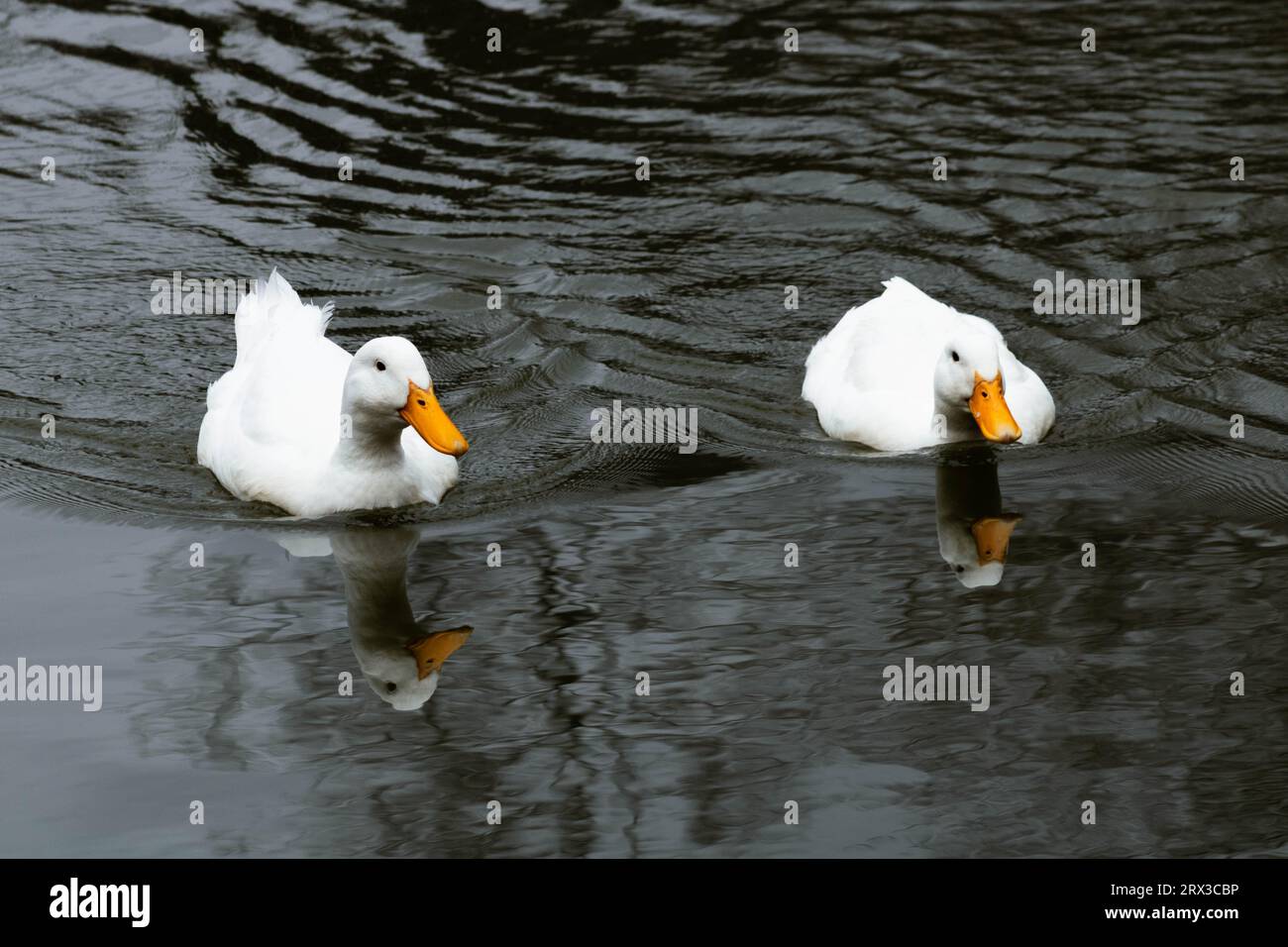 Pair of pekin ducks in a pond Stock Photo