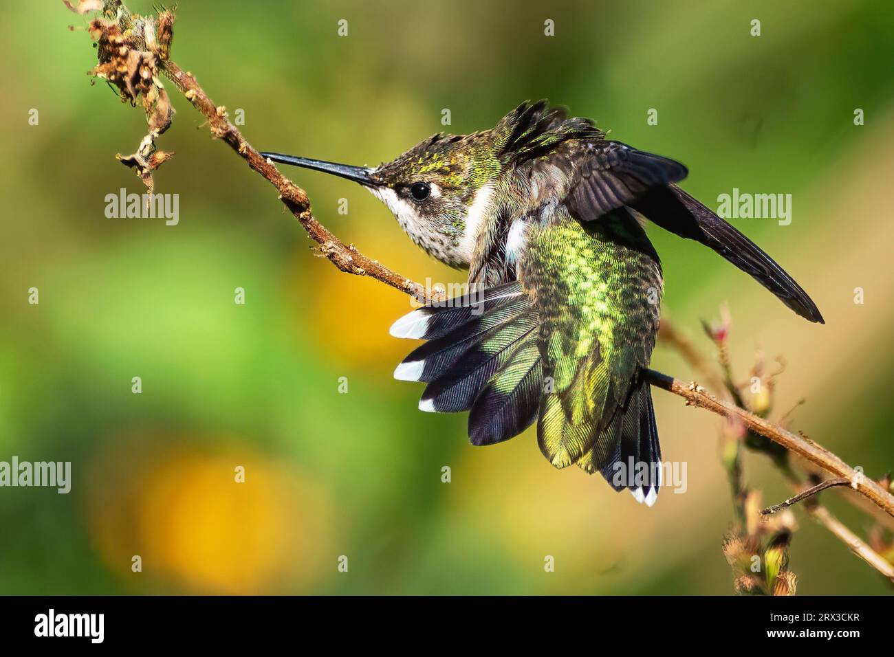 Hummingbird wing hi-res stock photography and images - Alamy