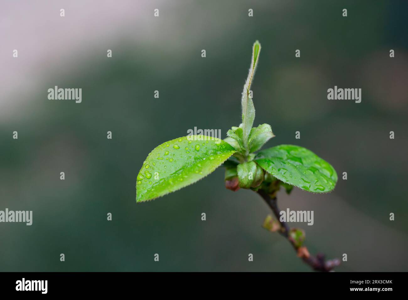 the young leaves of Pseudocydonia sinensis on a blurred background, selective focus. Early spring Stock Photo