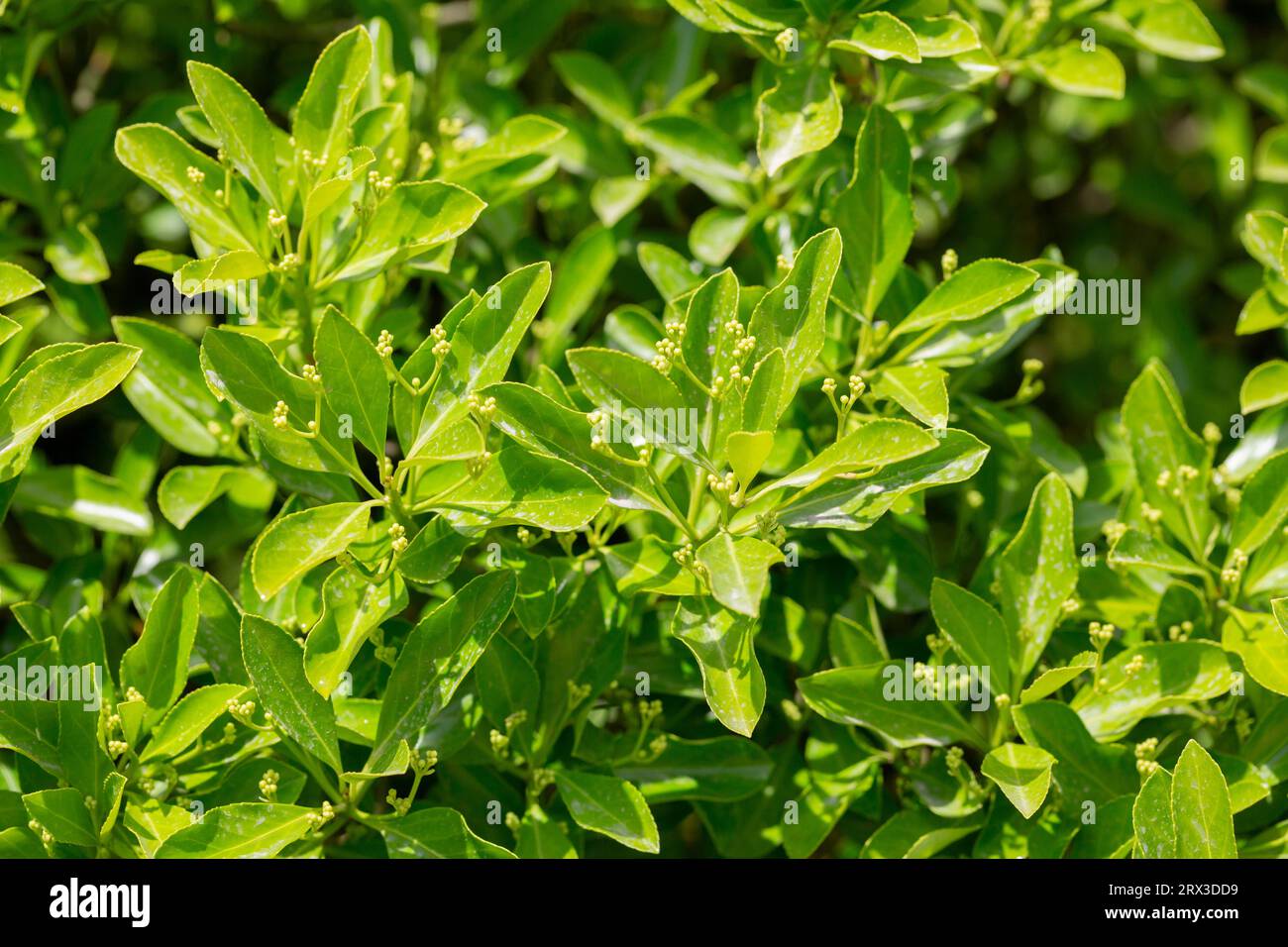 The bright green leaves of evergreen plant Japanese spindle or Euonymus japonicus shrub. The concept of landscape travel and scenic destinations. Stock Photo