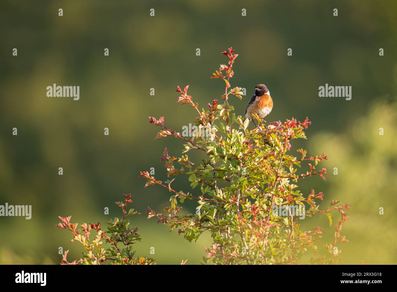 Stonechat, smaller than Robin, is named from its call which sound like two stones being rubbed together. Stock Photo