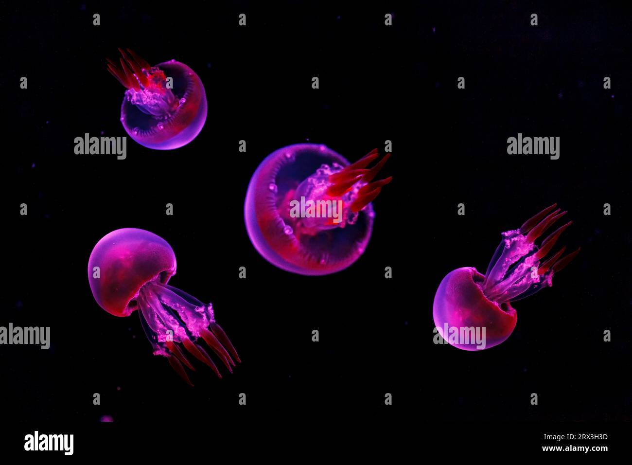 macro shooting under water flame jellyfish close up Stock Photo