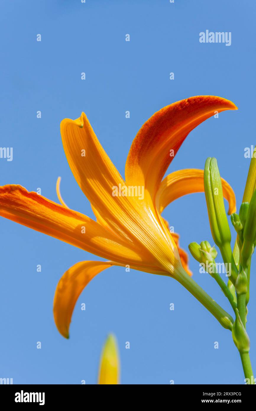 Daylily in flower and vegetable garden in Madison, MS. Stock Photo