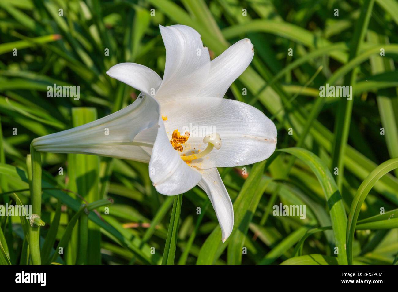 Easter Lily, Lilium longiflorum, in flower and vegetable garden in Madison, MS. Stock Photo