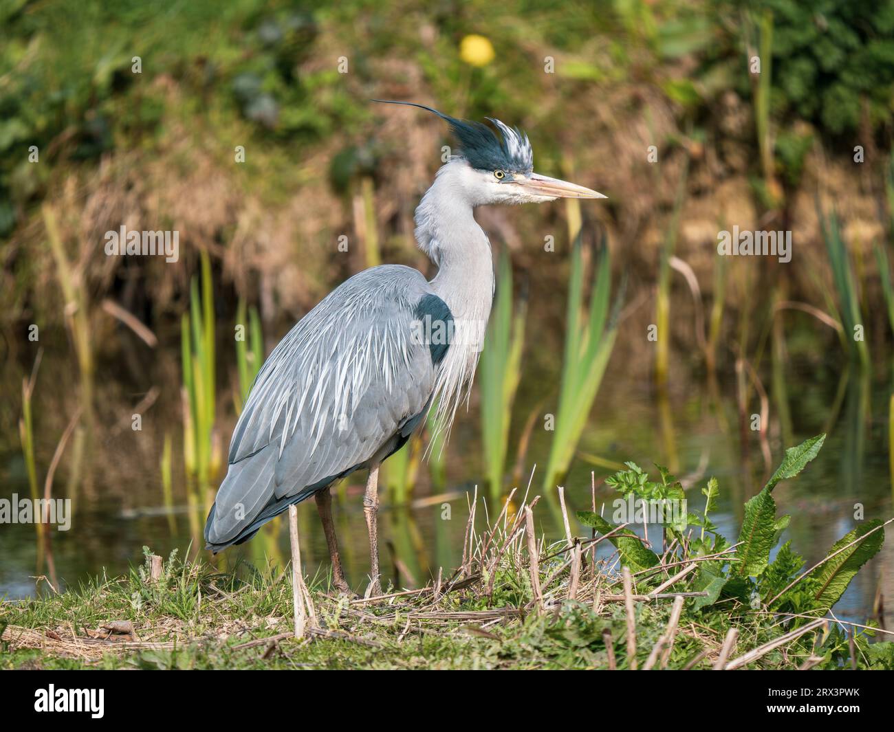 Heron cleaning uk hi-res stock photography and images - Alamy