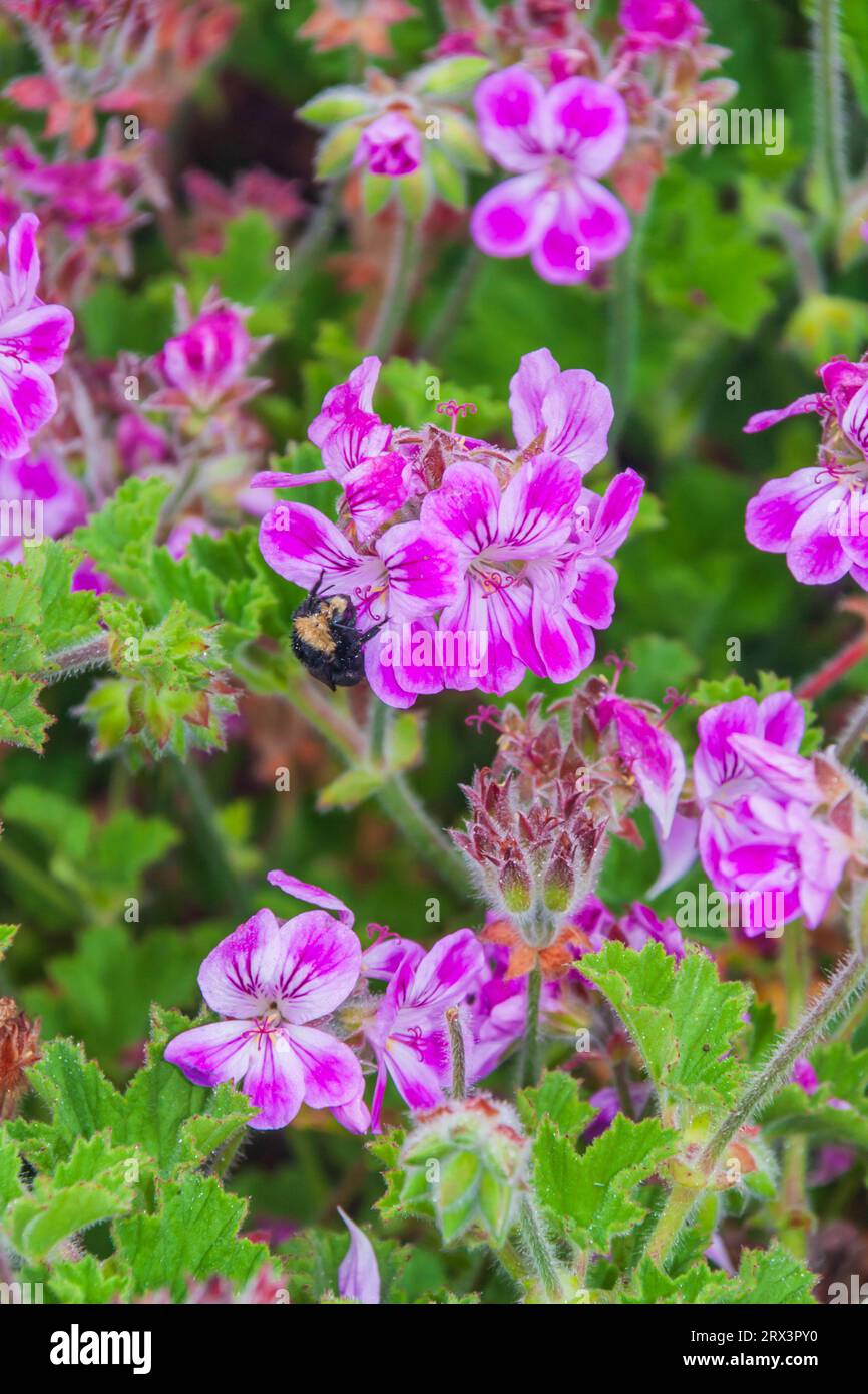 Bumble Bee on Geranium flowers at Point Arena Lighthouse Keeper's Quarters on the Pacific coast of Northern California. Stock Photo