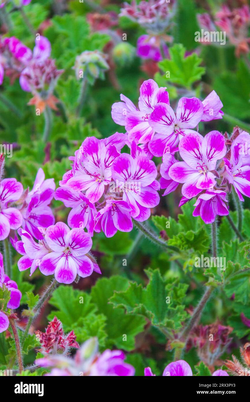 Geranium flowers at Point Arena Lighthouse Keeper's Quarters on the Pacific coast of Northern California. Stock Photo