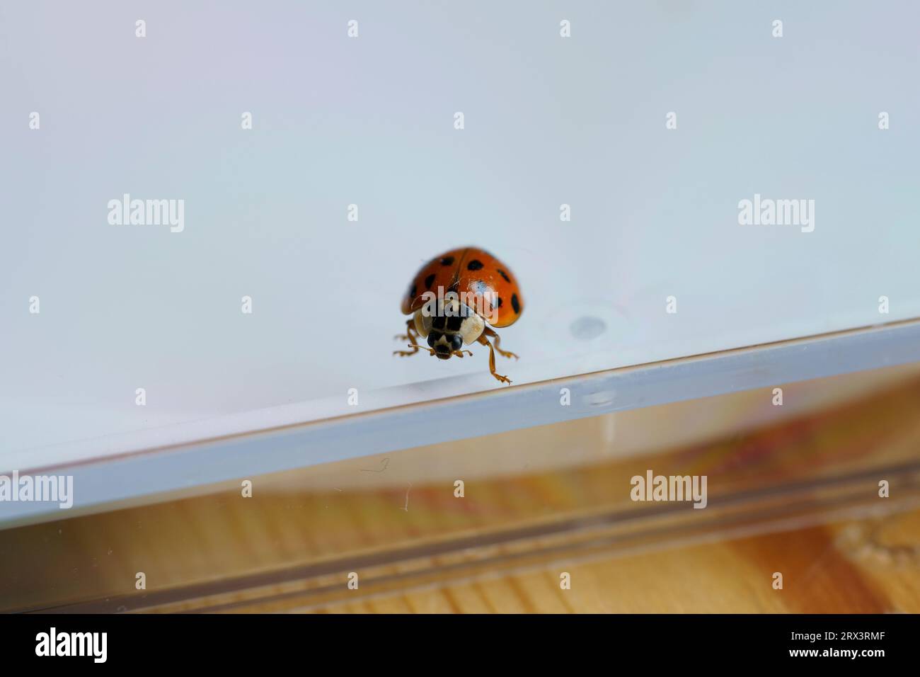Harmonia axyridis Family Coccinellidae Genus Harmonia Asian ladybeetle wild nature insect wallpaper, picture, photography Stock Photo