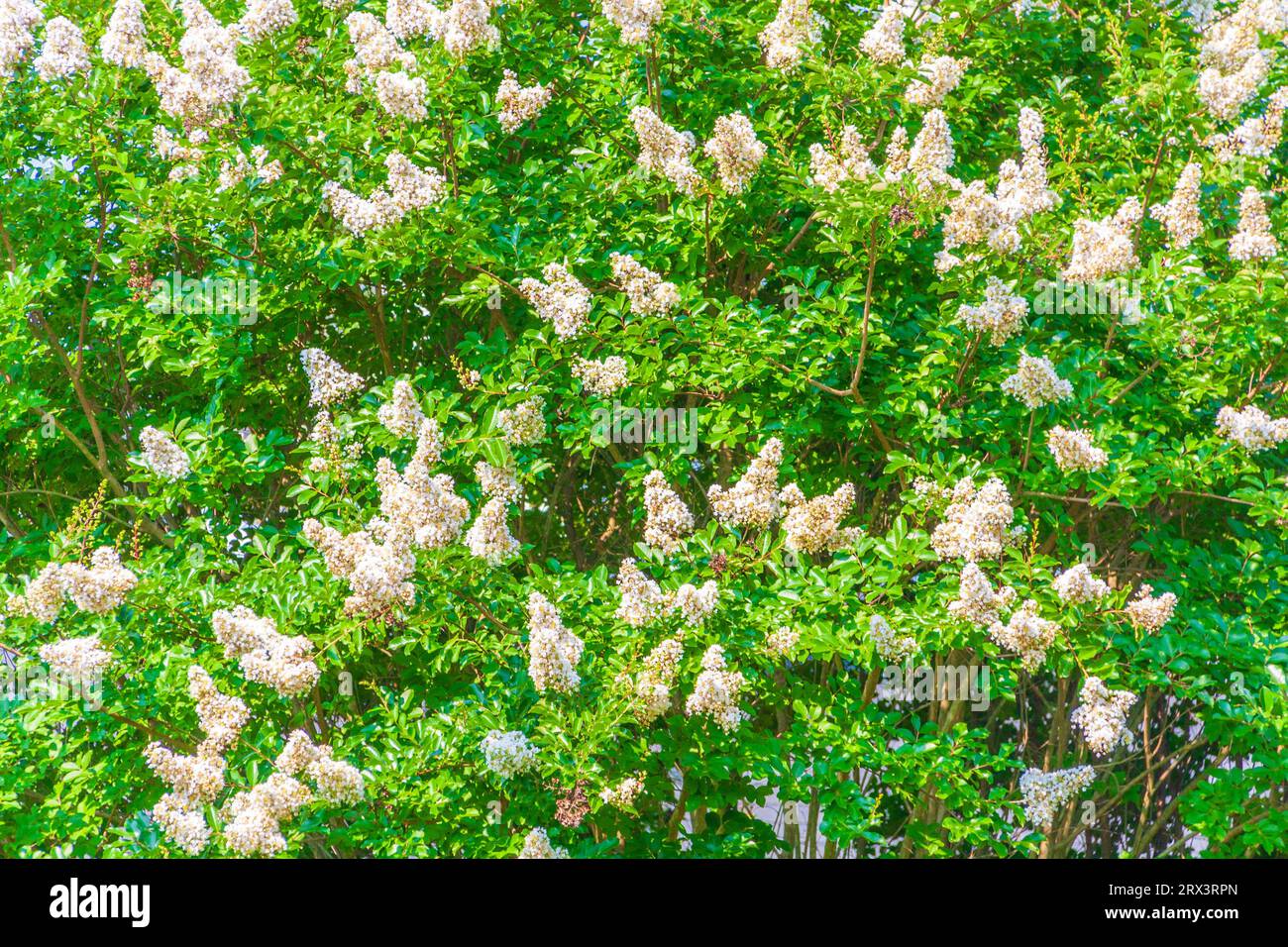 Natchez Crepe Myrtle tree in bloom in garden in Madison, MS. Stock Photo