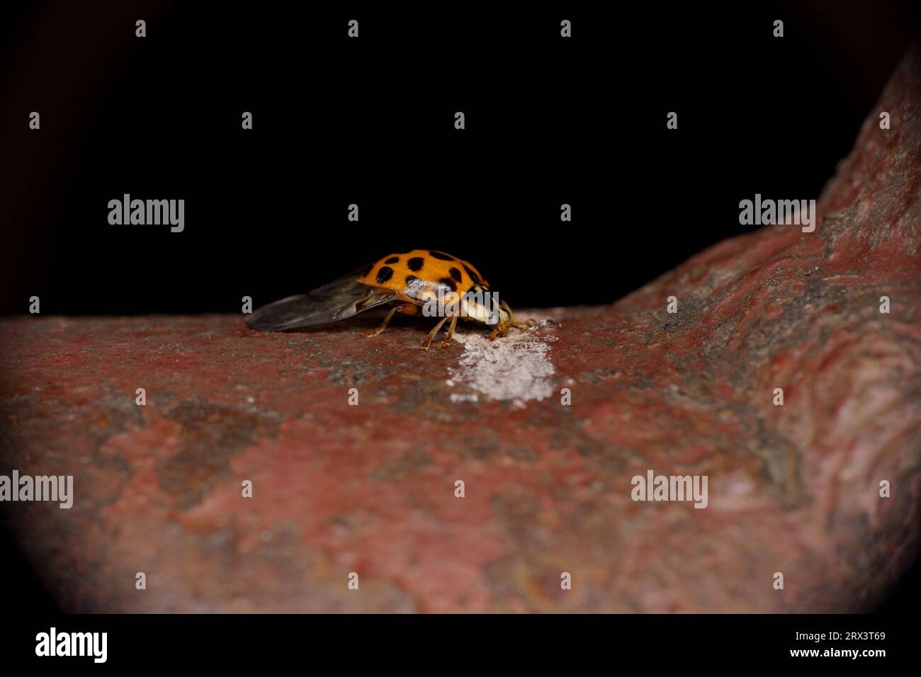 Harmonia axyridis Family Coccinellidae Genus Harmonia Asian ladybeetle wild nature insect wallpaper, picture, photography Stock Photo