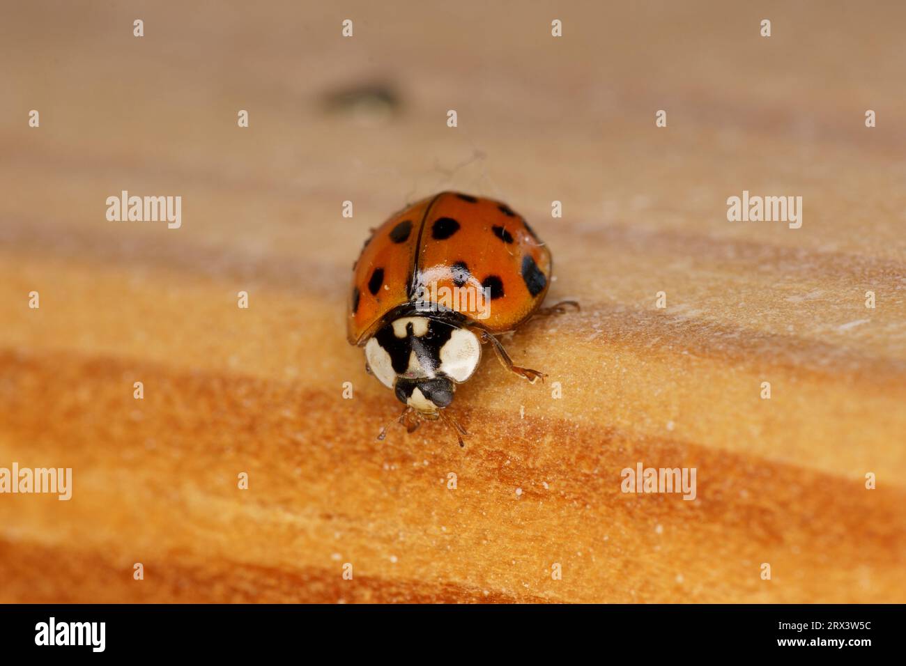 Harmonia axyridis Family Coccinellidae Genus Harmonia Asian ladybeetle wild nature insect wallpaper, picture, photography Stock Photo