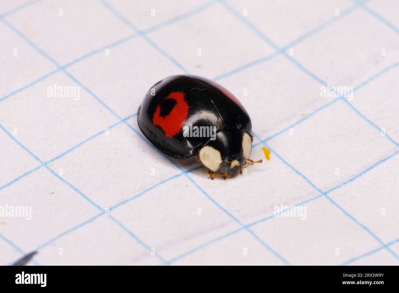 Harmonia axyridis Family Coccinellidae Genus Harmonia Asian ladybeetle wild nature insect wallpaper, picture, photography Stock Photo