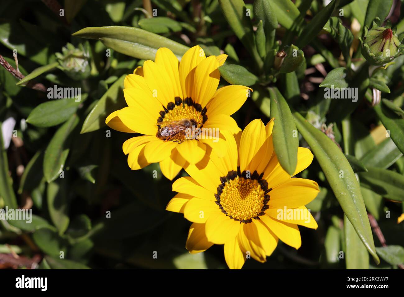 Bee on spring yellow flower Stock Photo