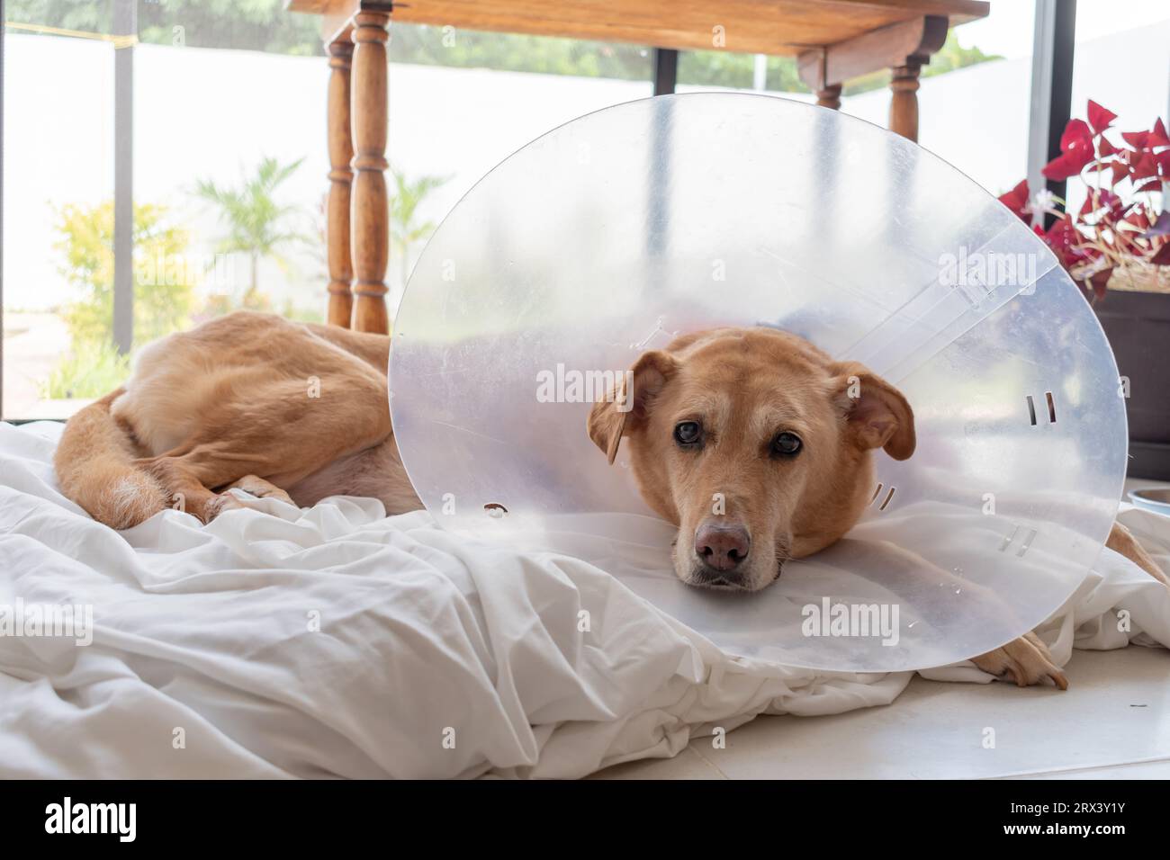Elderly Golden Retriever recovering after surgery, wearing a 'cone of shame' to prevent licking the wound. Stock Photo