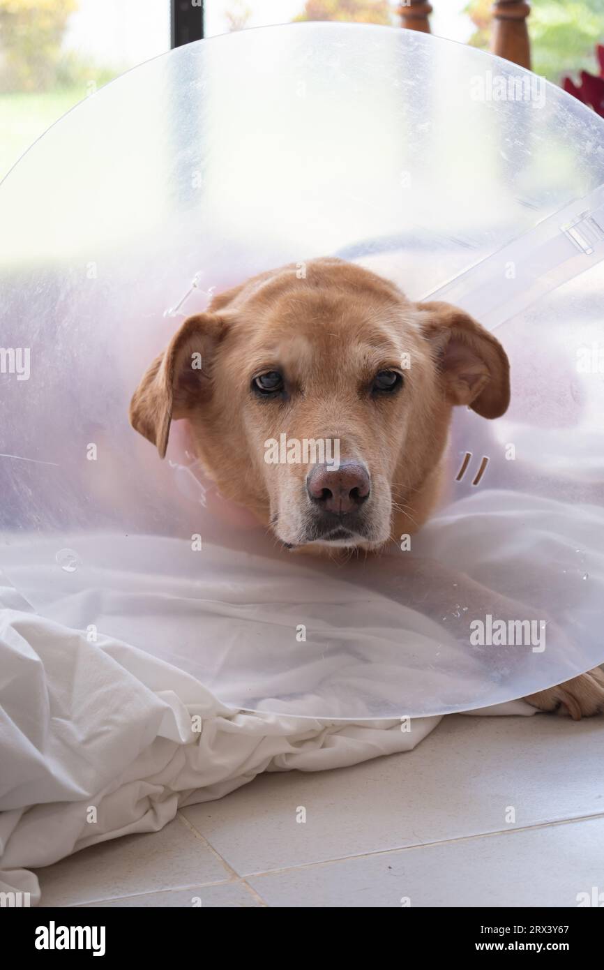 Close-up shot of the face of an elderly Golden Retriever wearing a 'cone of shame' to prevent licking a wound after surgery Stock Photo
