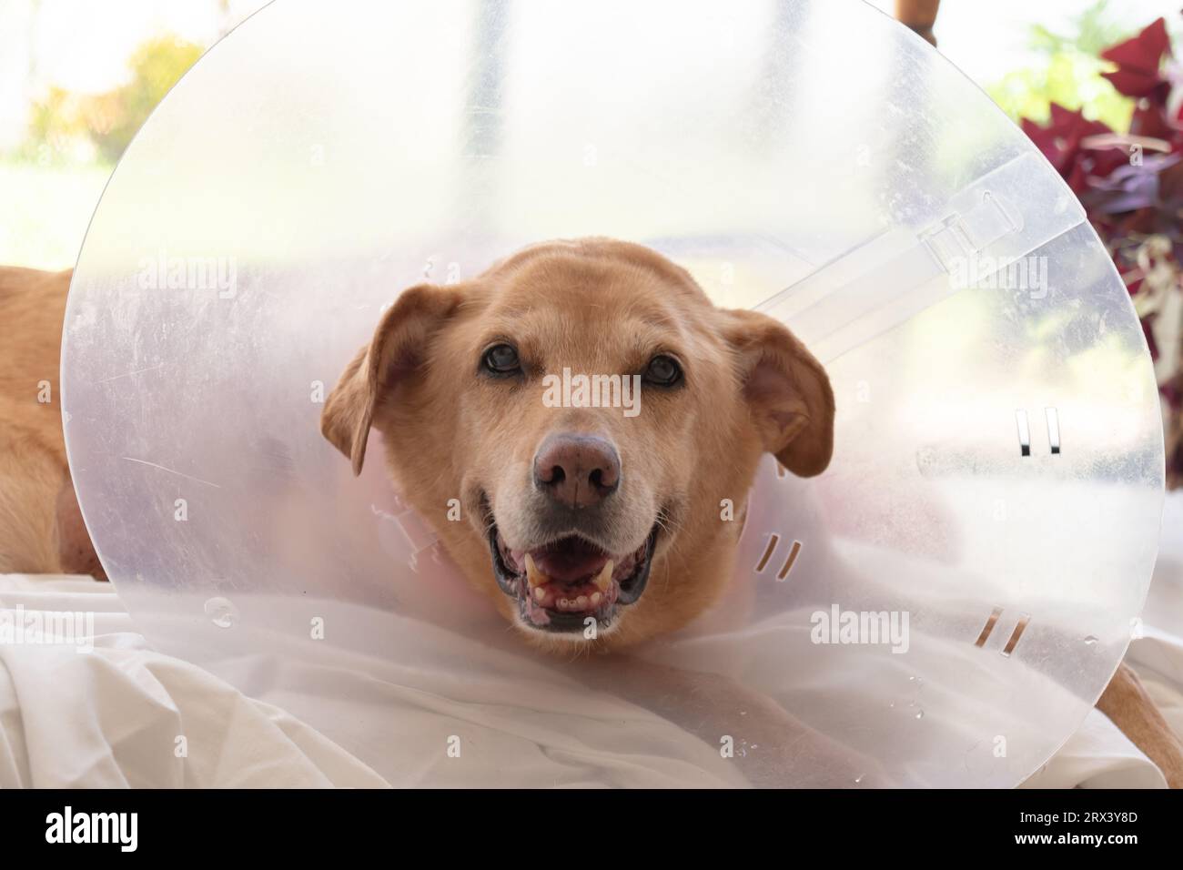 Close-up shot of the face of an elderly Golden Retriever wearing a 'cone of shame' to prevent licking a wound after surgery Stock Photo