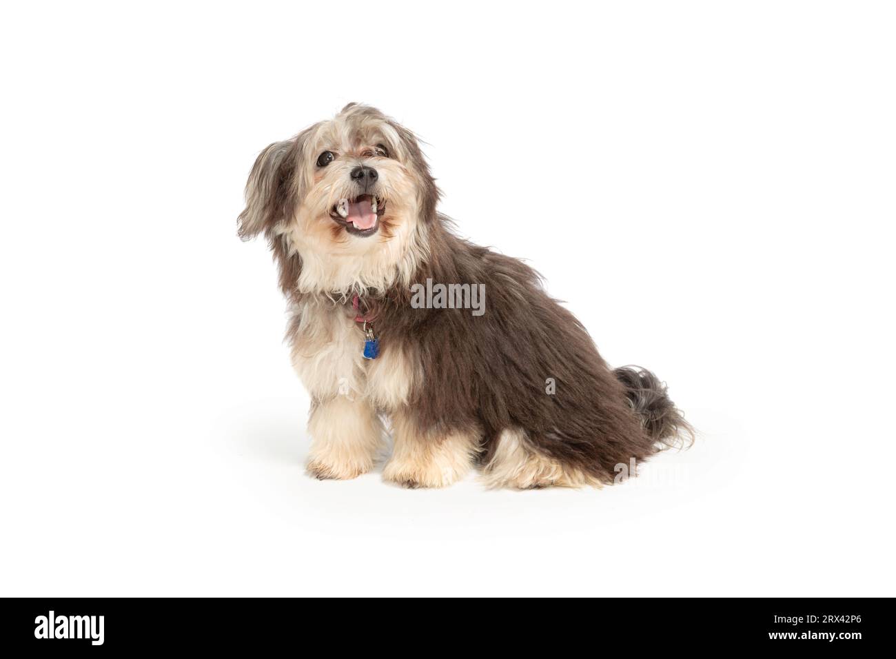 Small cross breed hi-res stock photography and images - Alamy