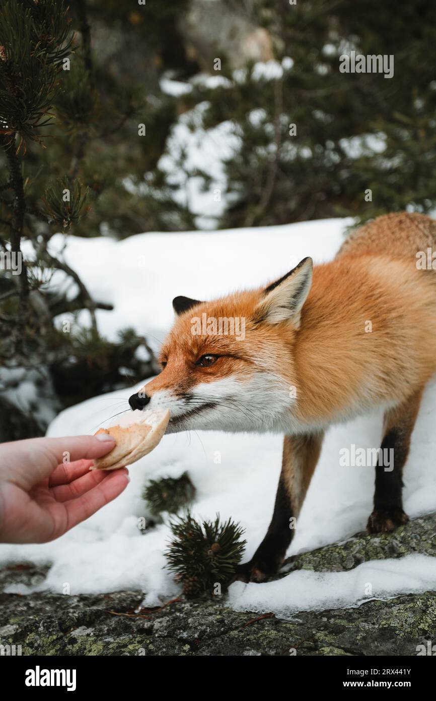 Woman tourist feeding beautiful furry fox in snow covered forest. Cute orange fox with branches of coniferous- wildlife concept. Stock Photo