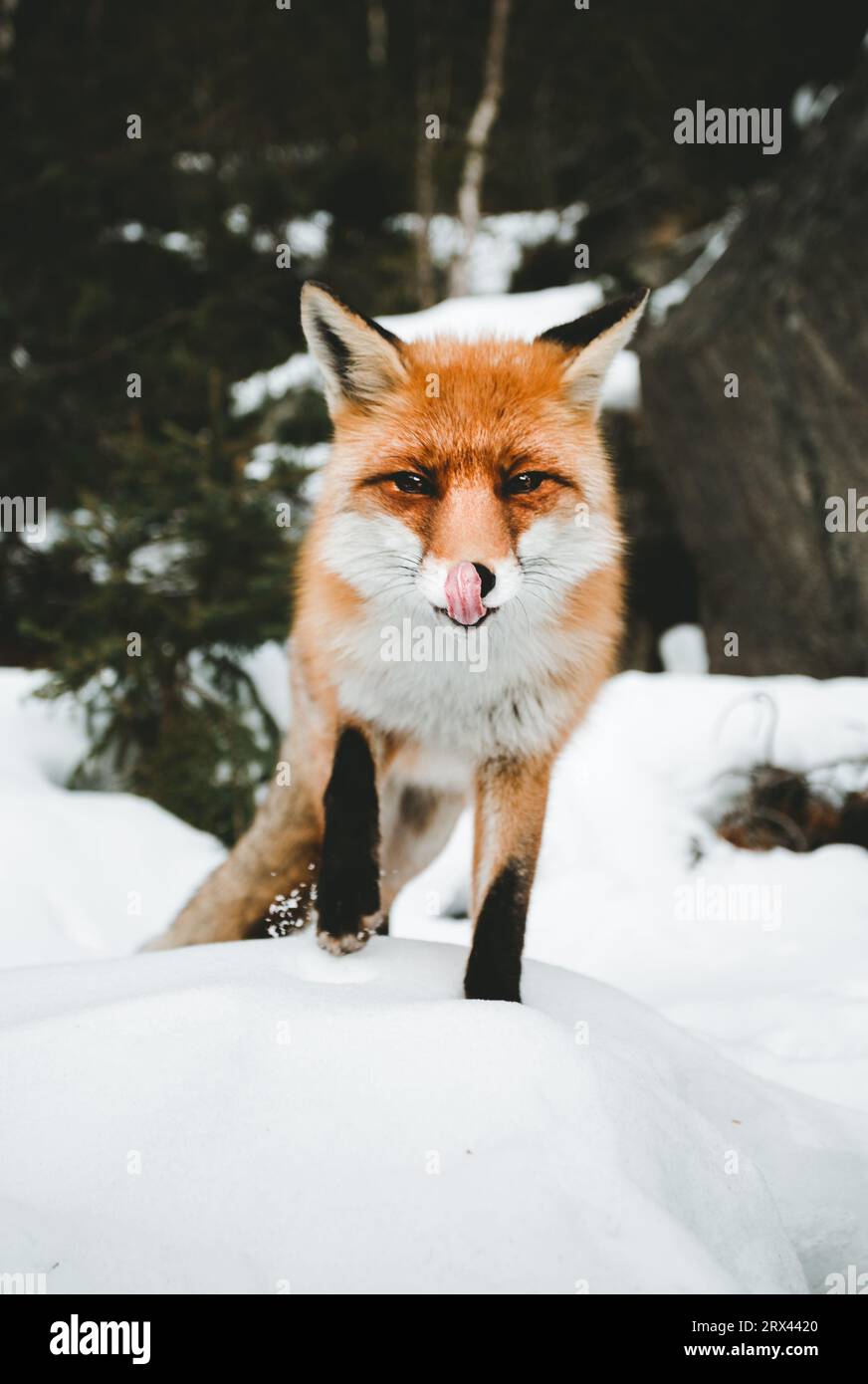 Portrait of beautiful furry fox in snow covered forest, looking and posing to camera. Cute orange fox standing on the hill  - wildlife concept. Stock Photo