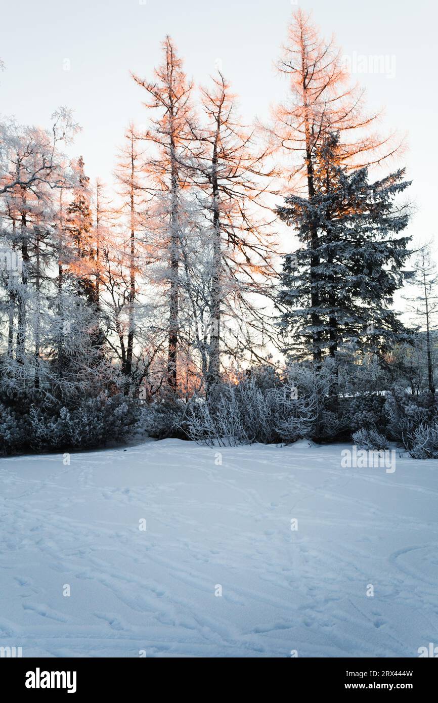 Frozen scenery - snow covered pine trees with hoarfrost on branches at sunrise. Beautiful and peaceful landscape view in winter and cold morning. Stock Photo