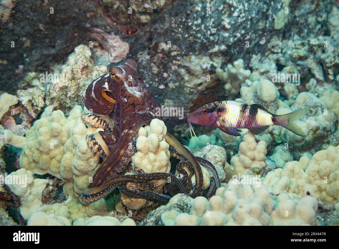 day octopus, Octopus cyanea, flushes partly white hunting on coral reef; commensal manybar goatfish hopes to seize any small fish that escape, Hawaii Stock Photo