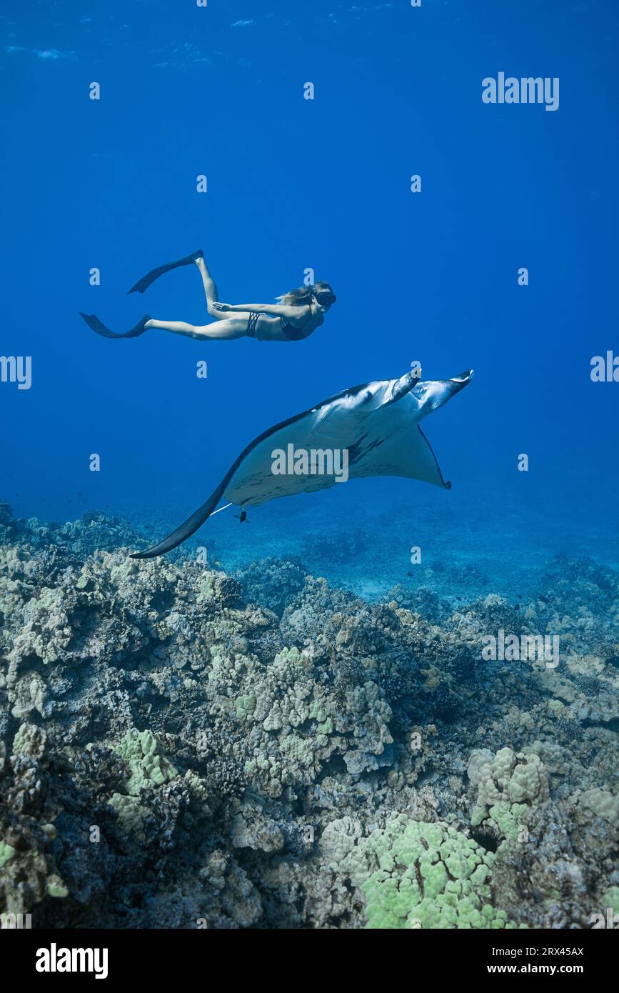 free-diver Sandy Hammel swims a small female reef manta ray, Mobula alfredi, Mahaiula, north Kona, Hawaii Island ( the Big Island ), Hawaiian Islands, Stock Photo