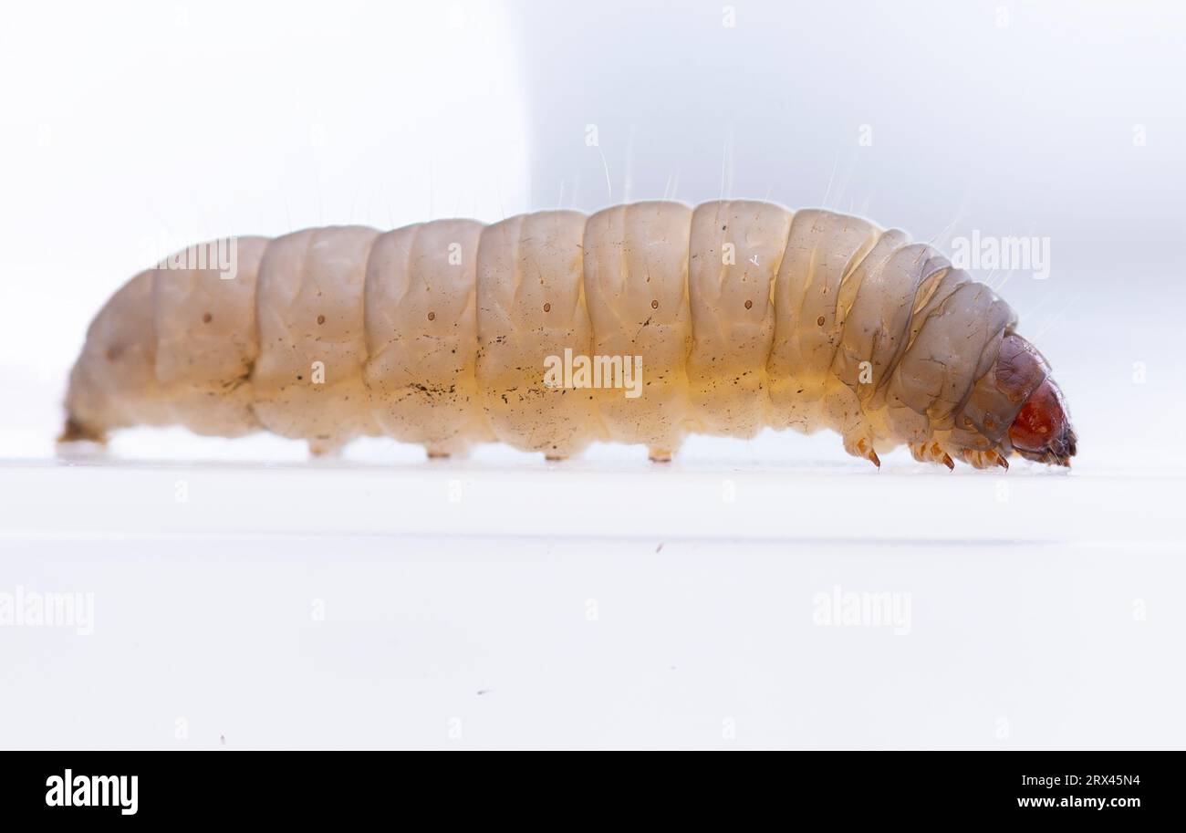 Wax grubs hi-res stock photography and images - Alamy, wax worm vs maggot 