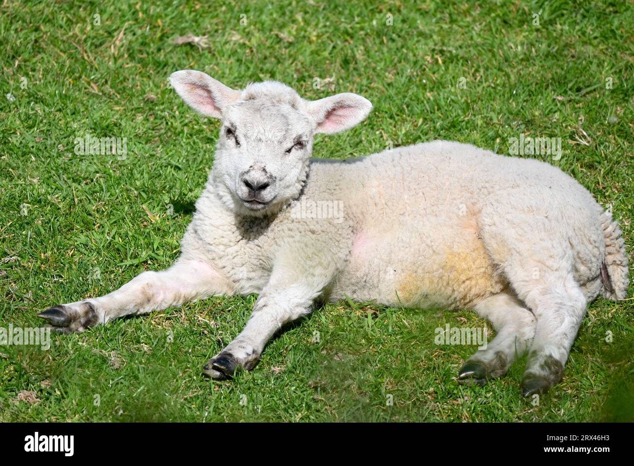 A cute young lamb in a field in North Wales, UK Stock Photo - Alamy