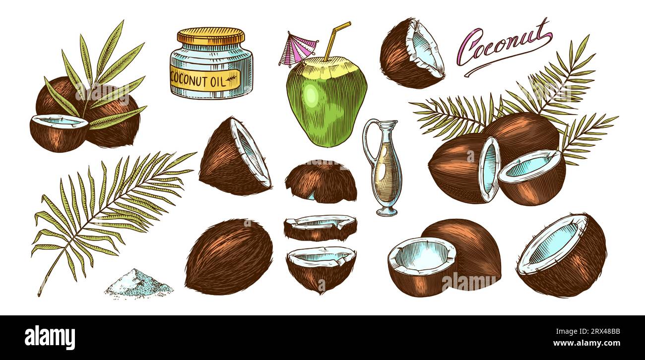 Coconut sketch hi-res stock photography and images - Alamy