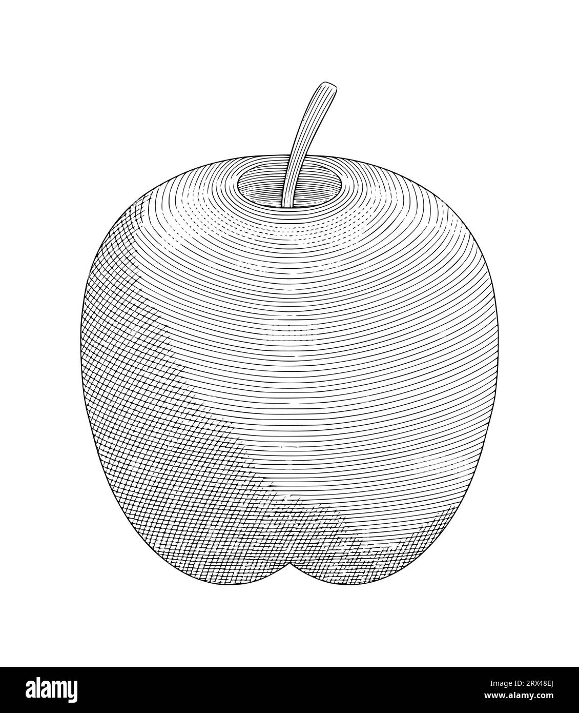 apple in vintage engraving drawing style vector illustration Stock Vector