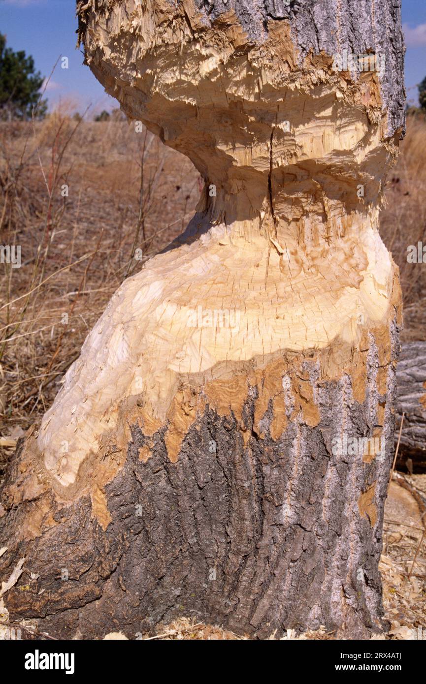 Beavercut cottonwood, Nebraska National Forest, Nebraska Stock Photo