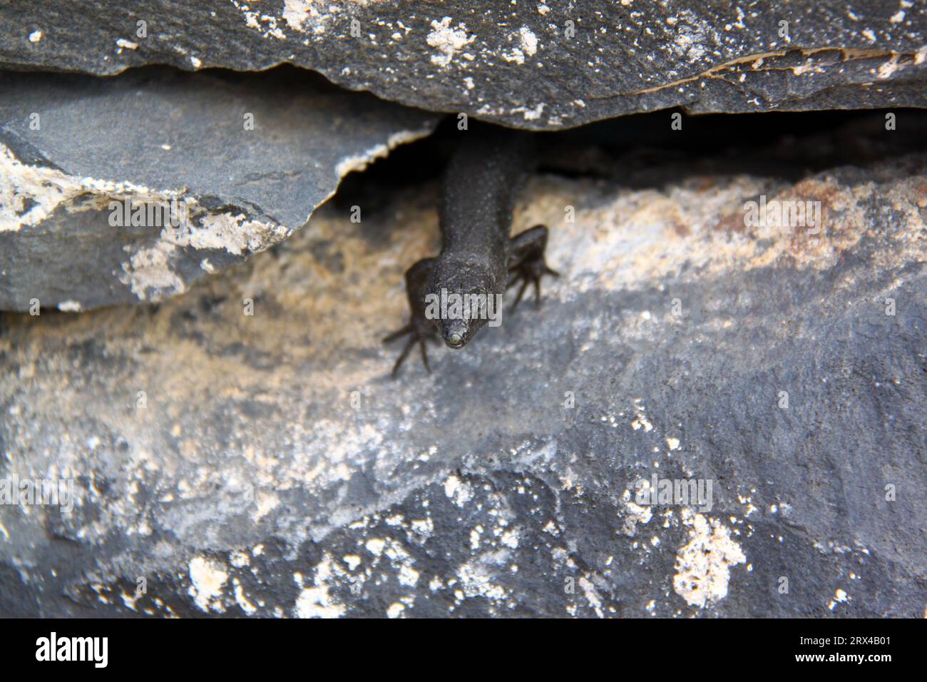 Black lizard crawling between two rocks on the wall Stock Photo