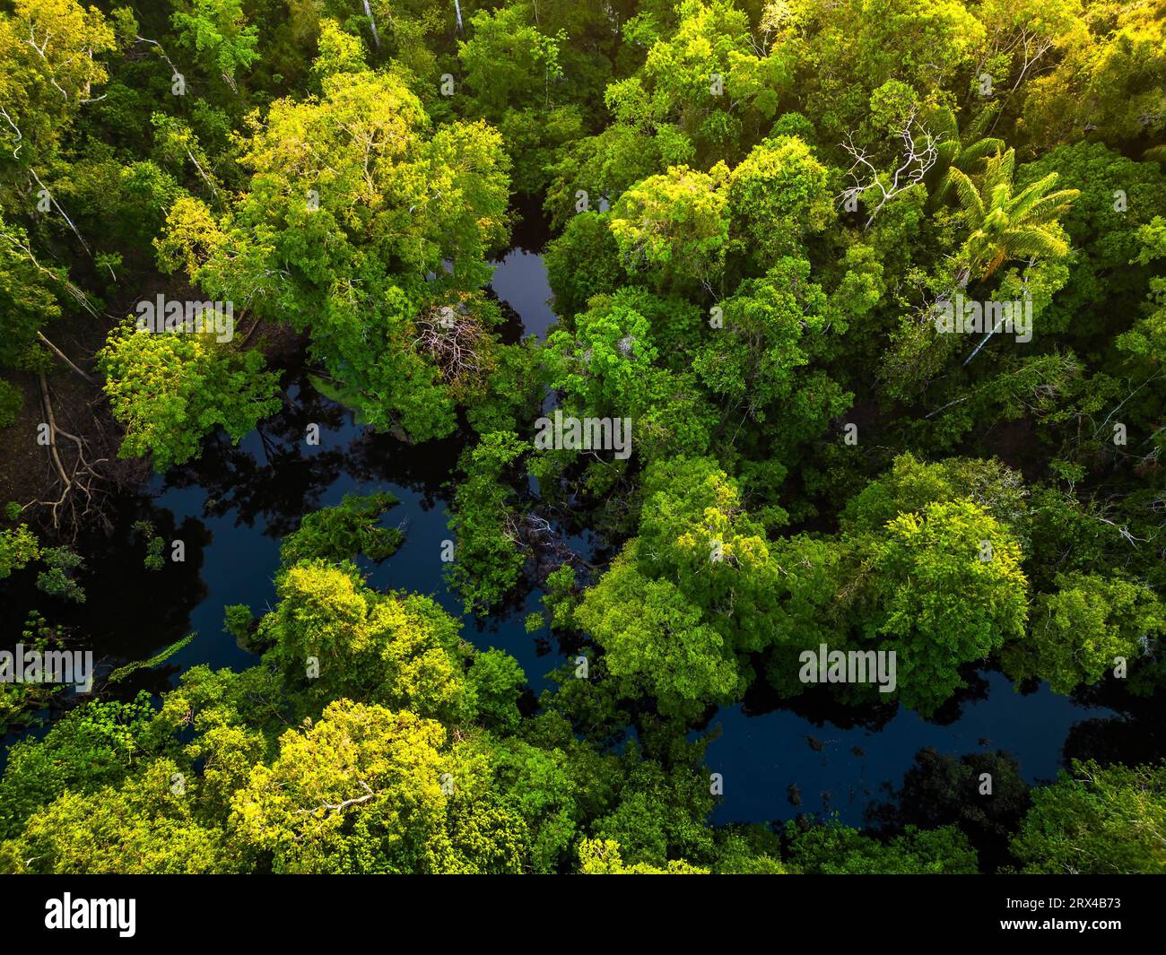 Aerial view of rainforest river in Amazonas Brazil at sunrise Stock ...