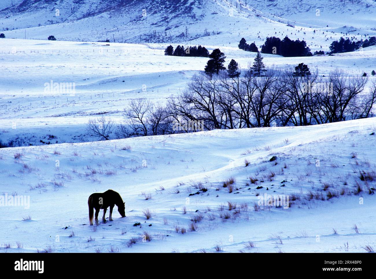 Grazing horse in snow, Fort Robinson State Park, Nebraska Stock Photo