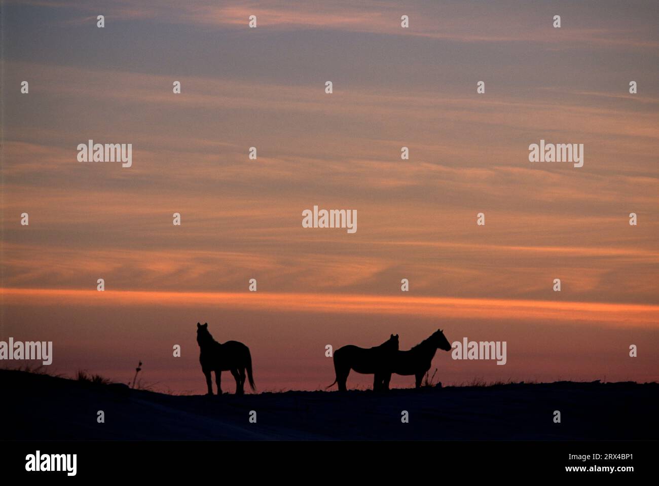 Horse sunrise, Fort Robinson State Park,Nebraska Stock Photo