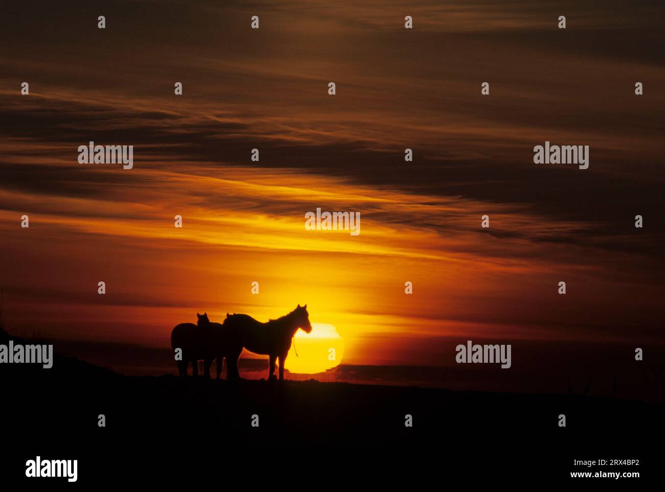 Horse sunrise, Fort Robinson State Park, Nebraska Stock Photo