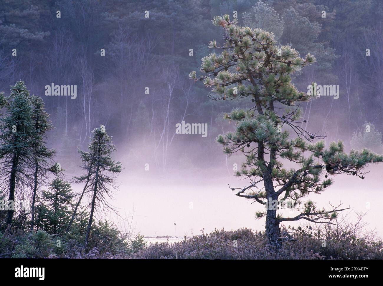 Pitch pine with pond mist, Ponemah Bog Wildlife Sanctuary, New Hampshire Stock Photo