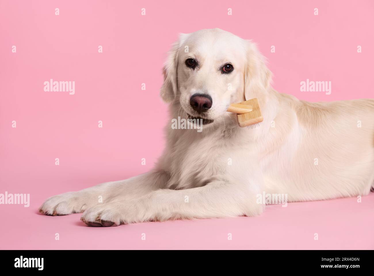 Labrador retriever brush deals