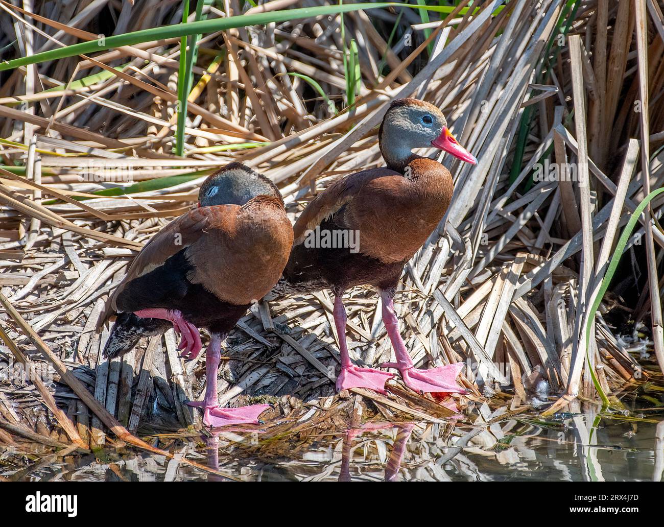 Blackbellied WhistlingDucks at ease and loafing in a south Texas