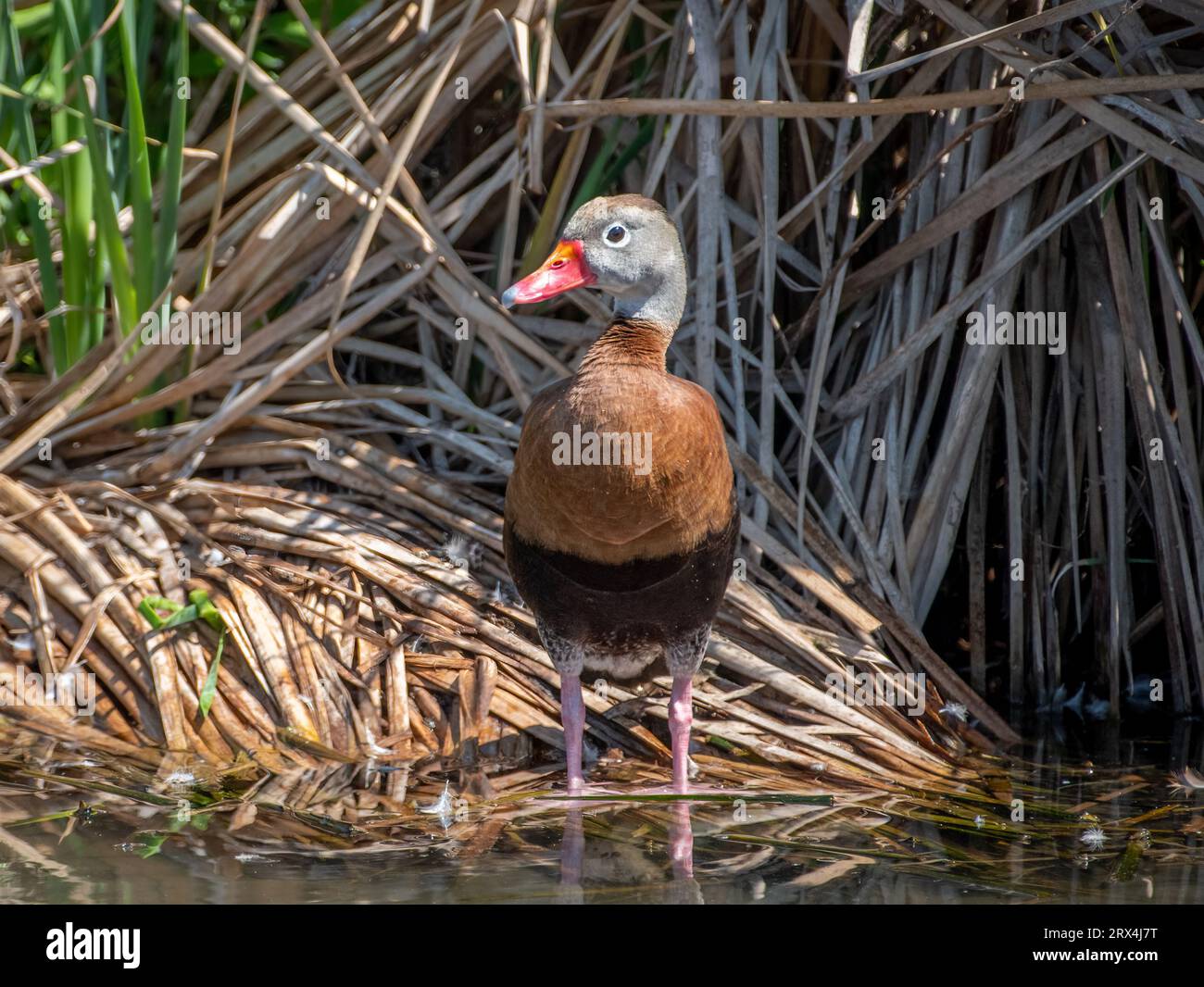 Blackbellied WhistlingDucks at ease and loafing in a south Texas