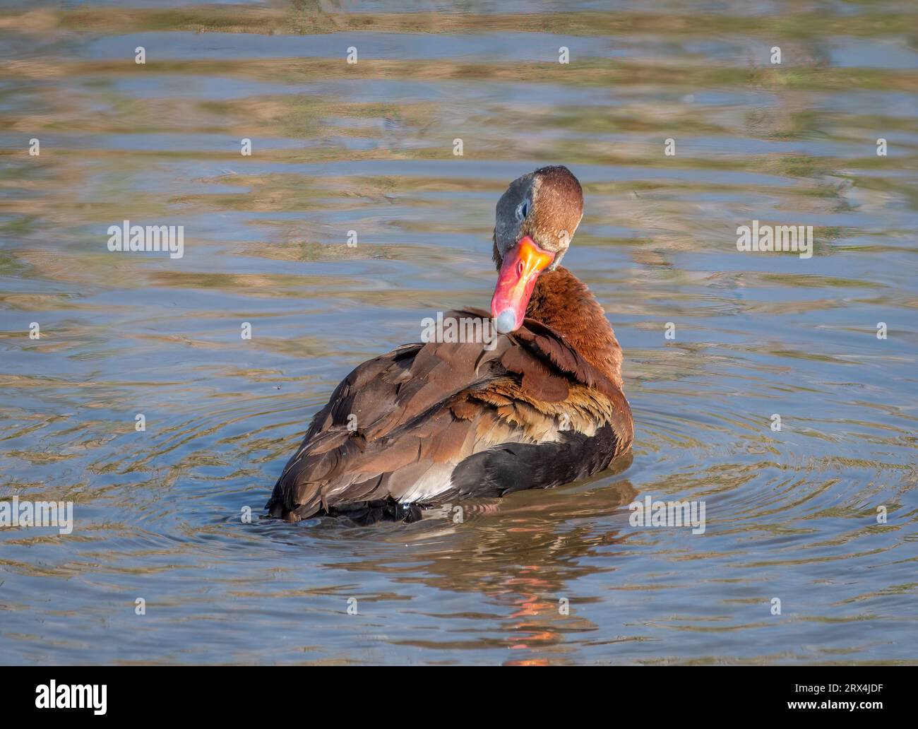 blackbellied WhistlingDucks at ease and loafing in a south Texas