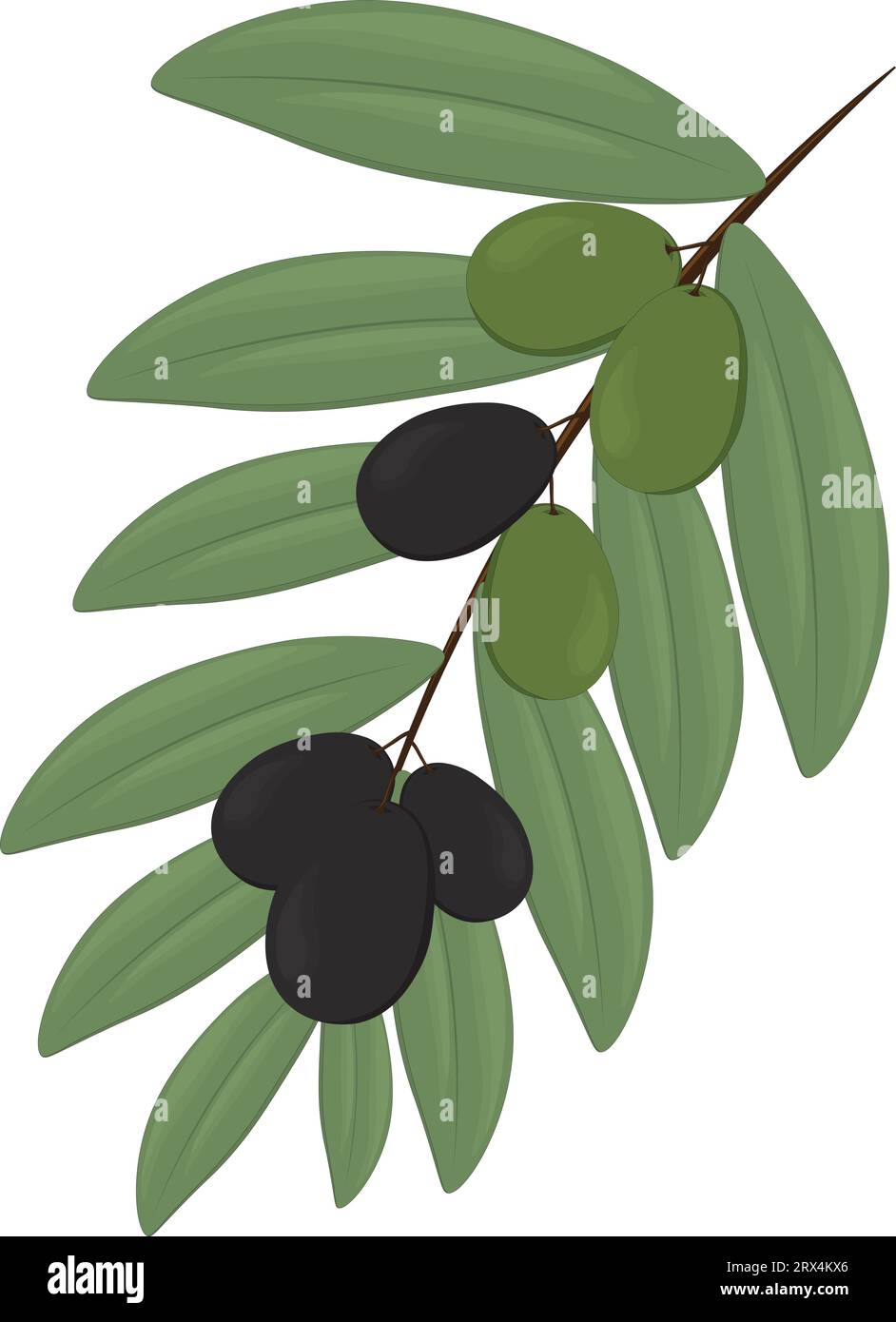 Olive branch with leaves and black and green olives vector illustration